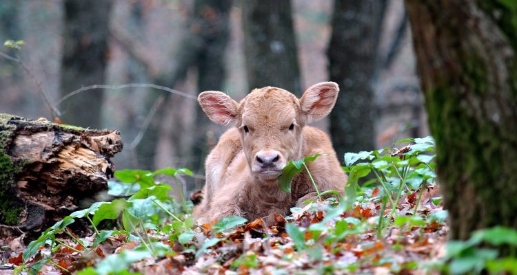 scopri il delizioso mondo del vitello: ricette gustose, consigli di cottura e abbinamenti perfetti per esaltare questo pregiato taglio di carne. un viaggio culinario tra tradizione e innovazione!