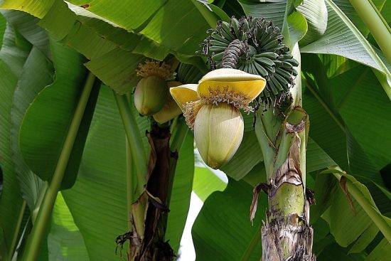 scopri il dolce tradizionale italiano, il baba: un delizioso dessert imbevuto di rum, soffice e aromatico, perfetto per ogni occasione. lasciati conquistare dal suo sapore unico e dalla sua storia affascinante!